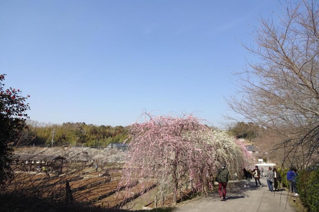 梅の花を見ながら散歩しませんか～