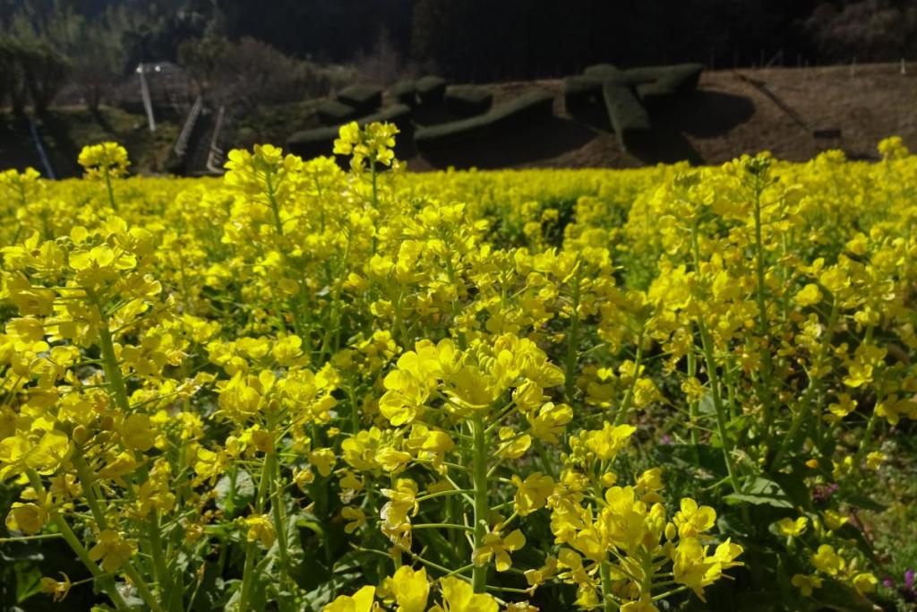 菜の花も満開！写真が素敵に撮れます！