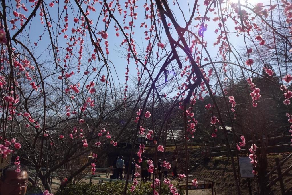 梅の花越しのWS風景！