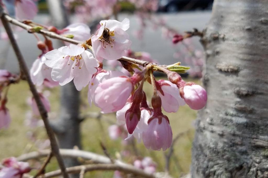 三春の滝桜（球技場駐車場）