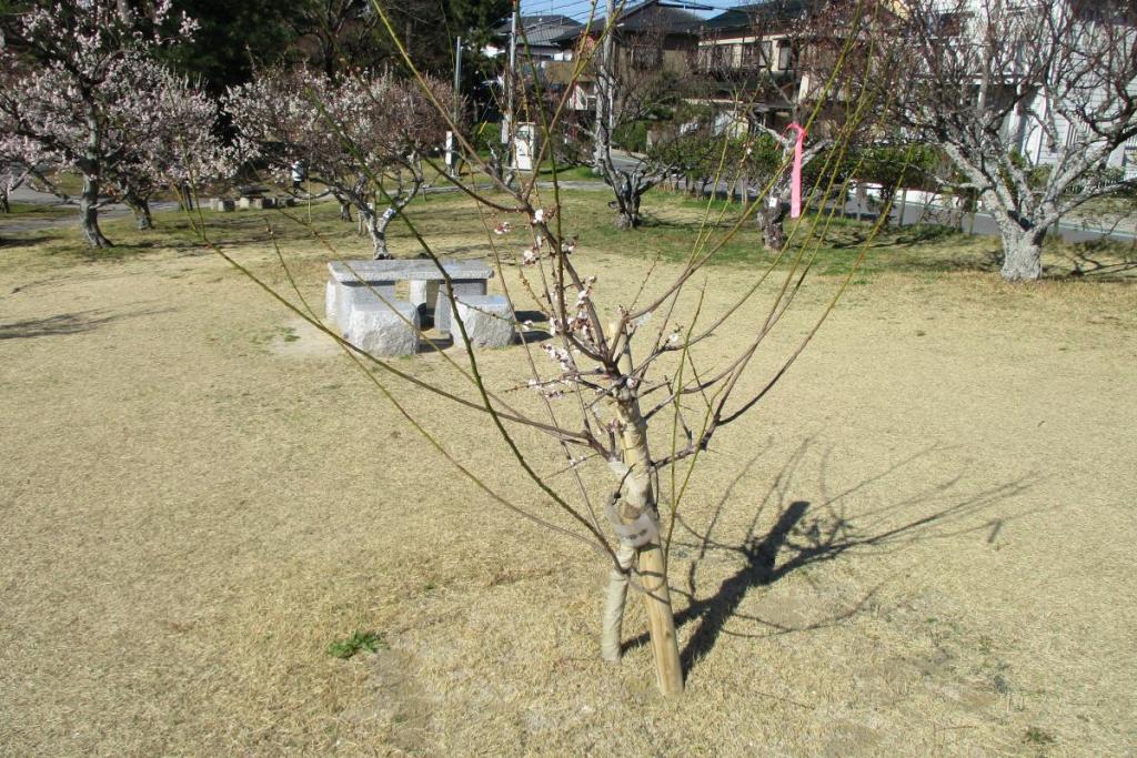 思いのまま全体