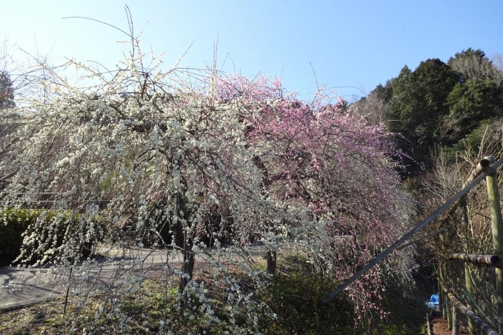 ピンクの梅の花は、撮影する方に人気です！