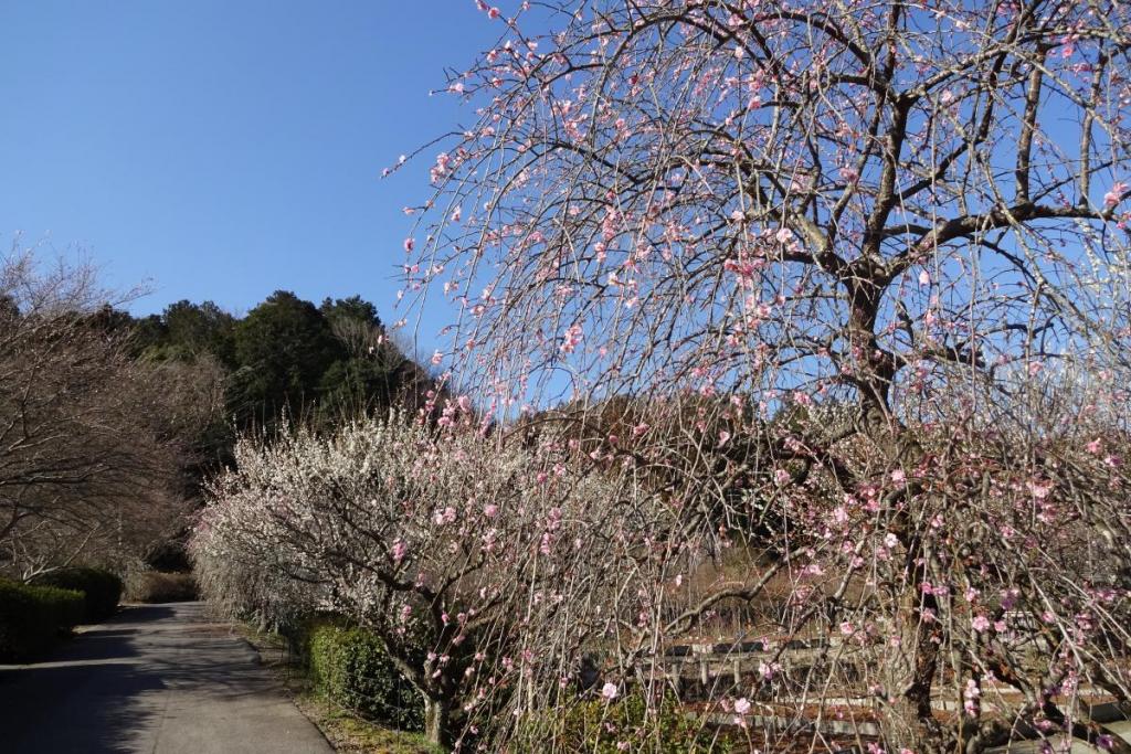 きれいな梅の花を見に来てください。