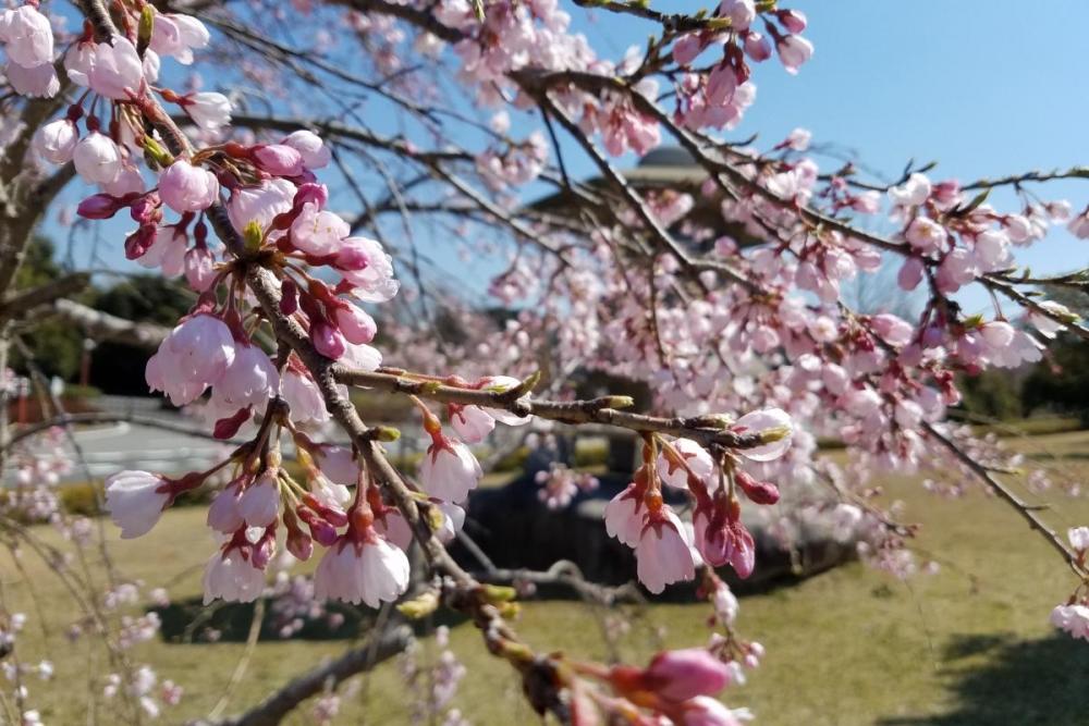 三春の滝桜