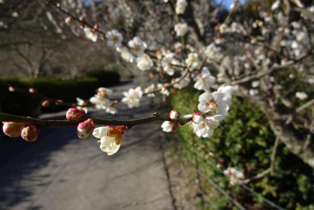 かわいい花が沢山咲いてます。