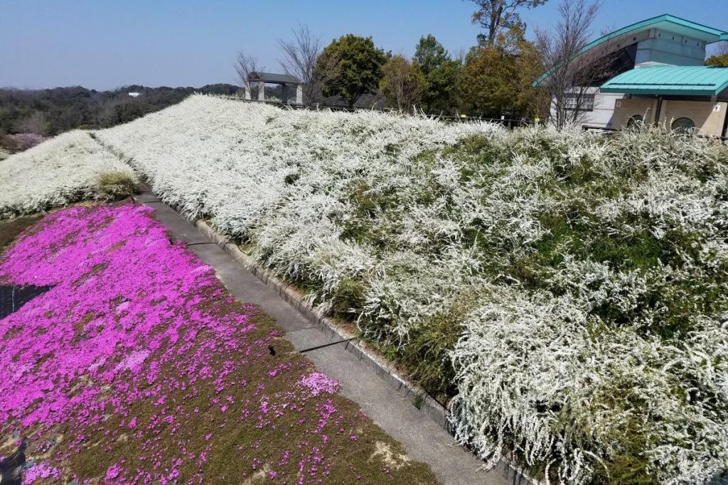 ユキヤナギと芝桜