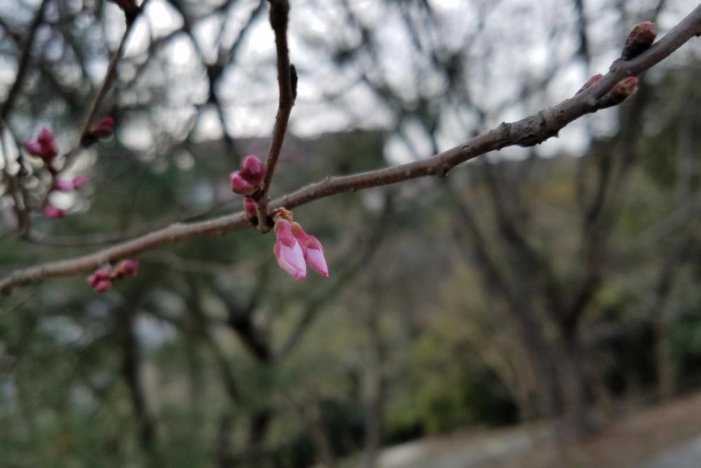 江戸彼岸桜