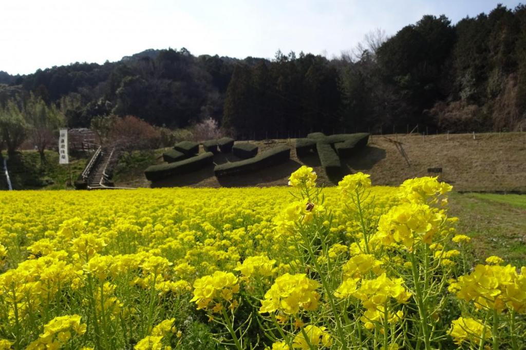 菜の花もきれいです