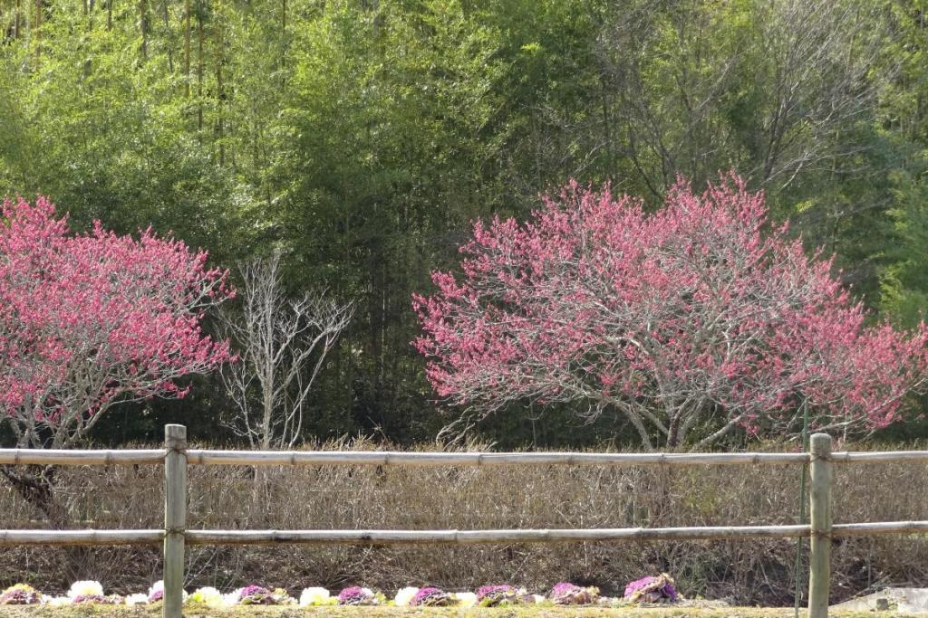 寒緋桜が満開です