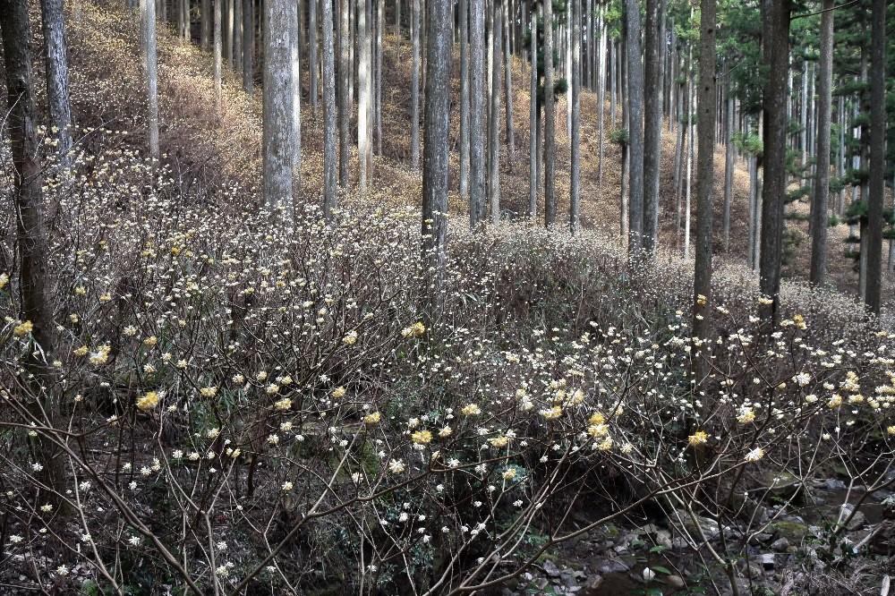 山の斜面一帯に広がって咲いたミツマタ