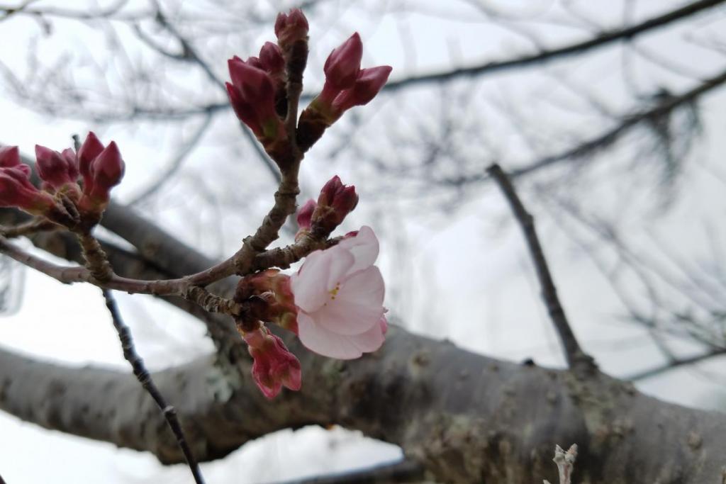 江戸彼岸桜