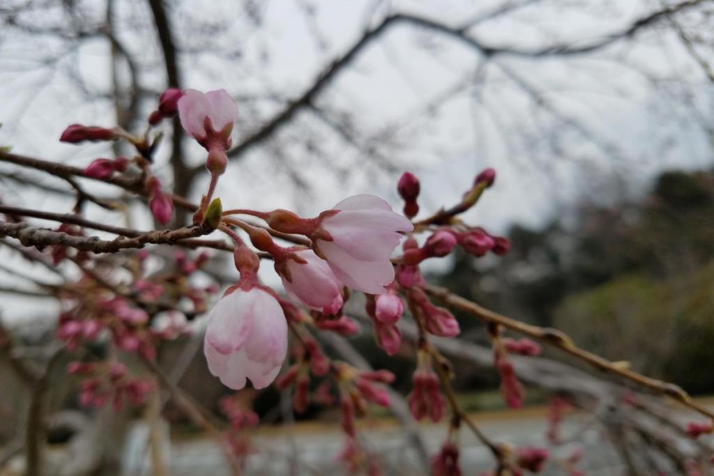 三春の滝桜