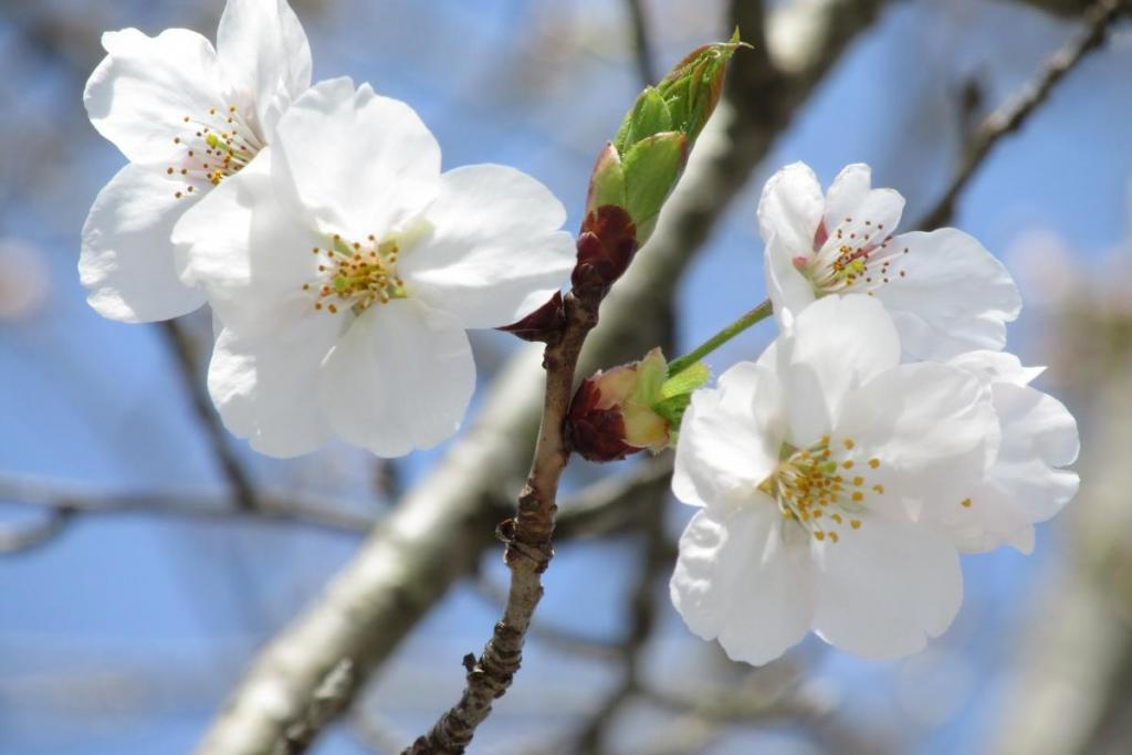 大きい花だと思います。