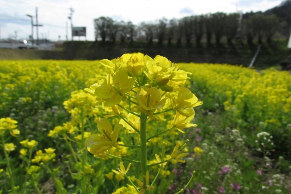 菜の花。小さいけれど綺麗です。