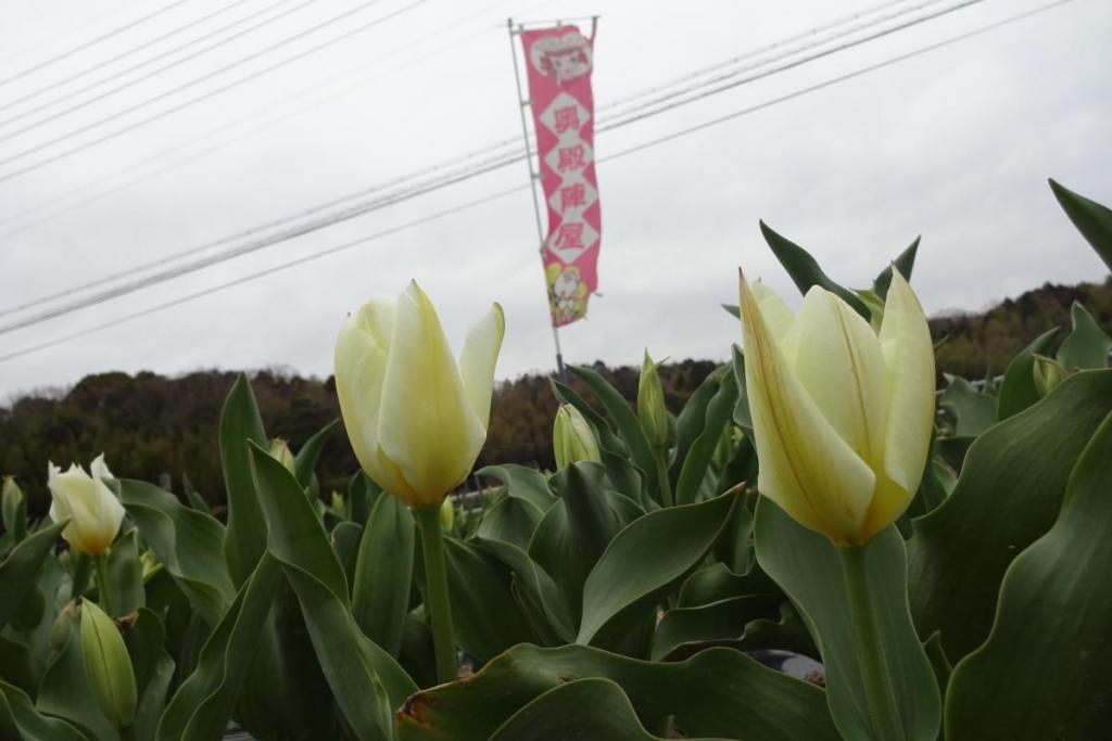 まだすこーしですが、チューリップが咲き始めています。
