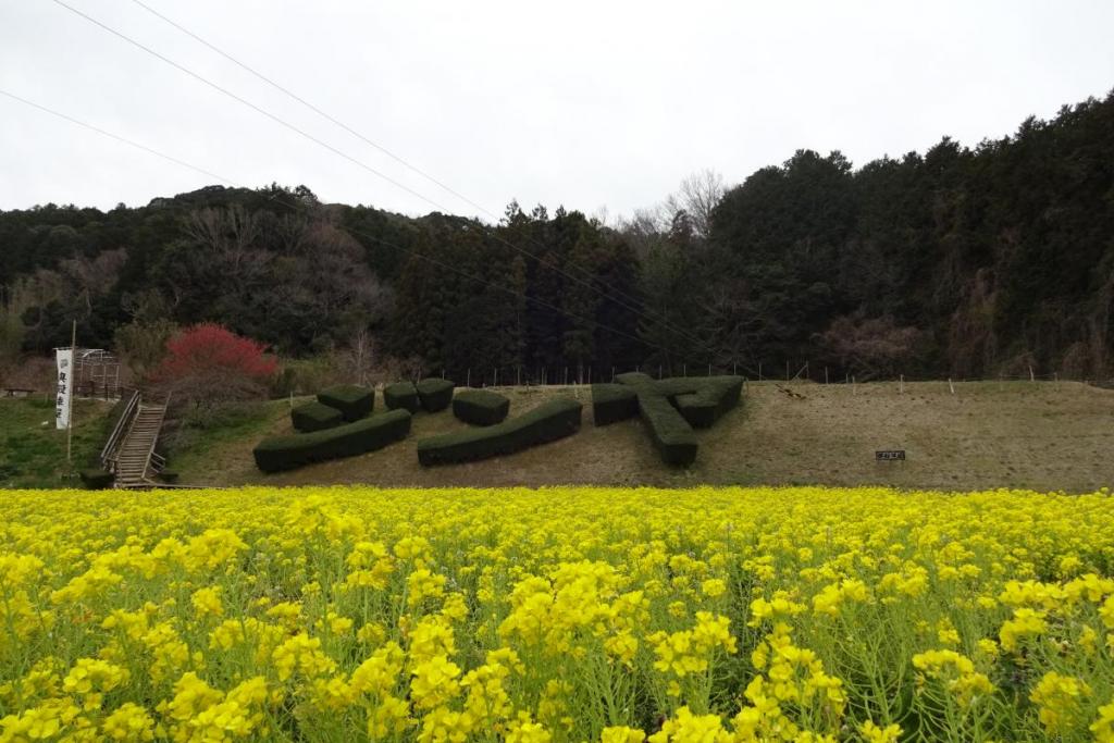 菜の花は、見ごろ、撮りごろ、食べごろ（野菜売店）