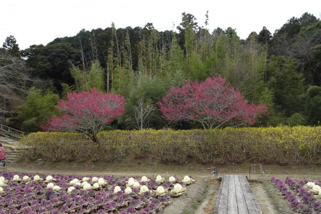 寒緋桜が濃いピンクの花で満開です。