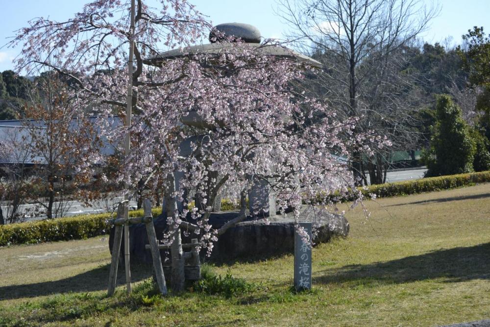 三春の滝桜