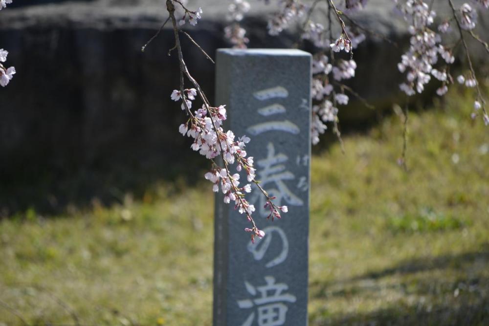 三春の滝桜