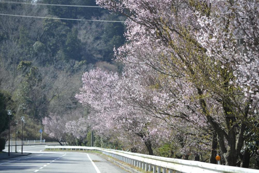 江戸彼岸桜