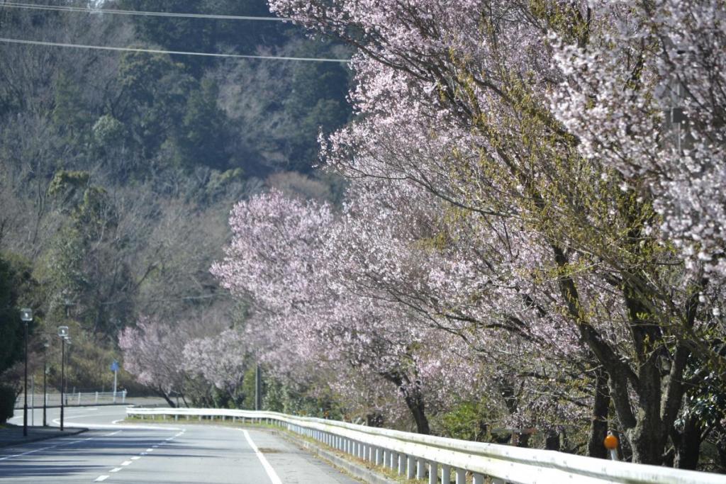 江戸彼岸桜