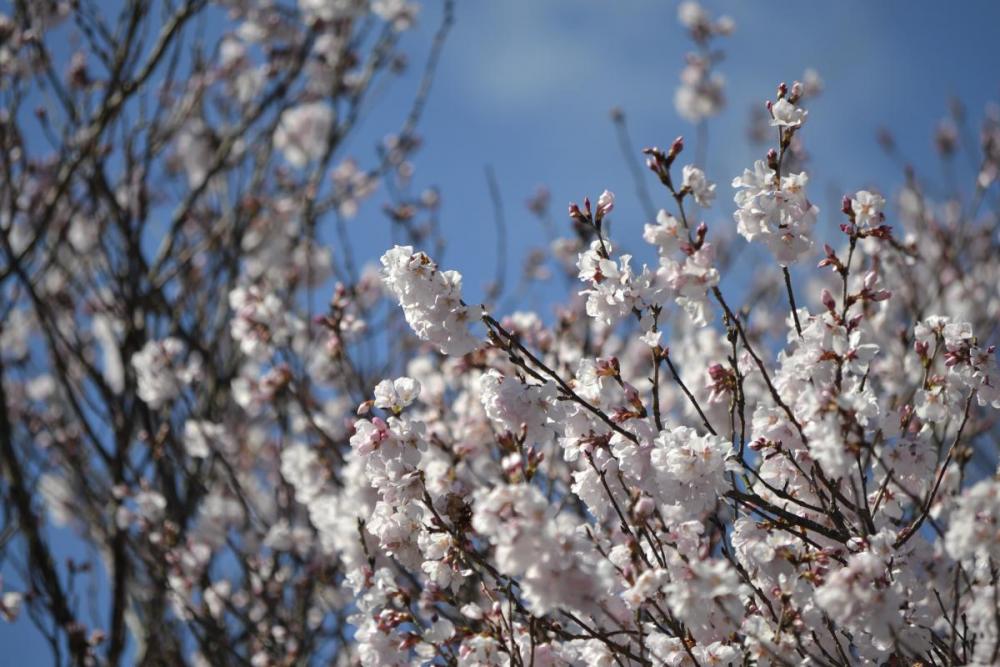 江戸彼岸桜