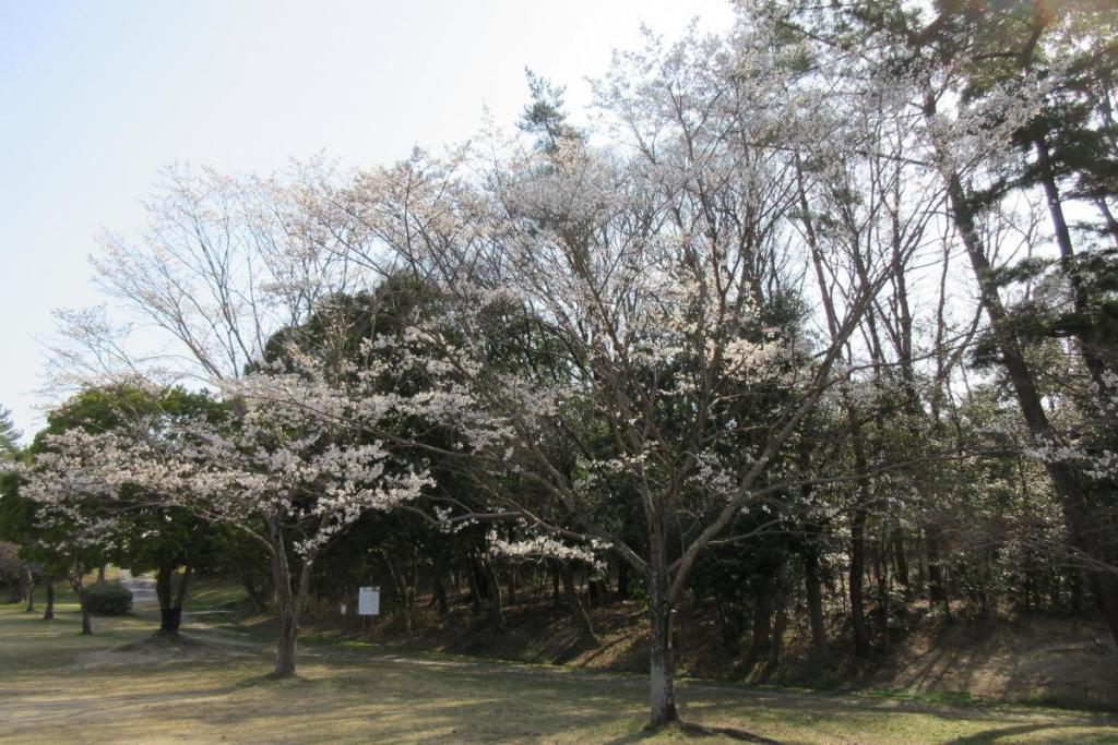 淡墨桜全体
