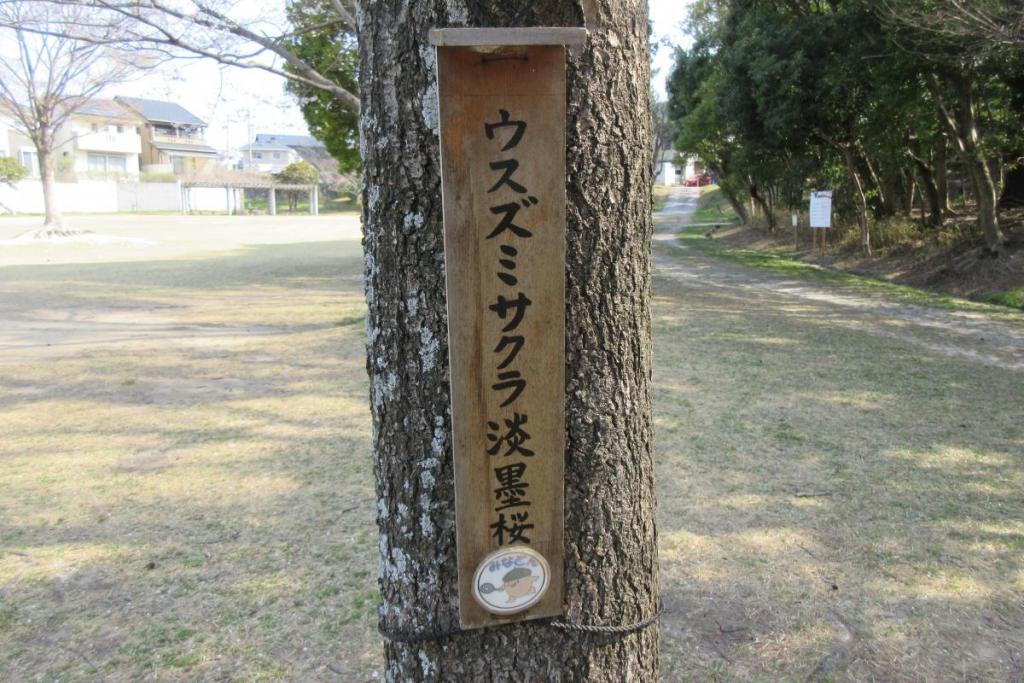 淡墨桜看板