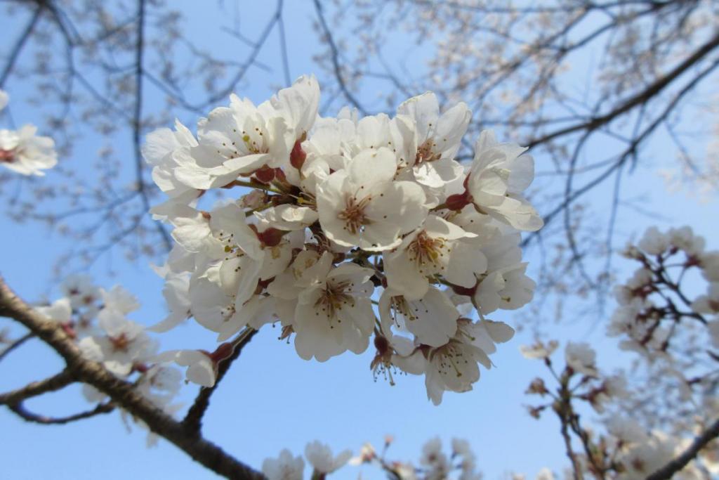 淡墨桜アップ
