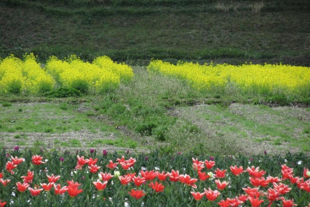 チューリップと菜花のコントラスト