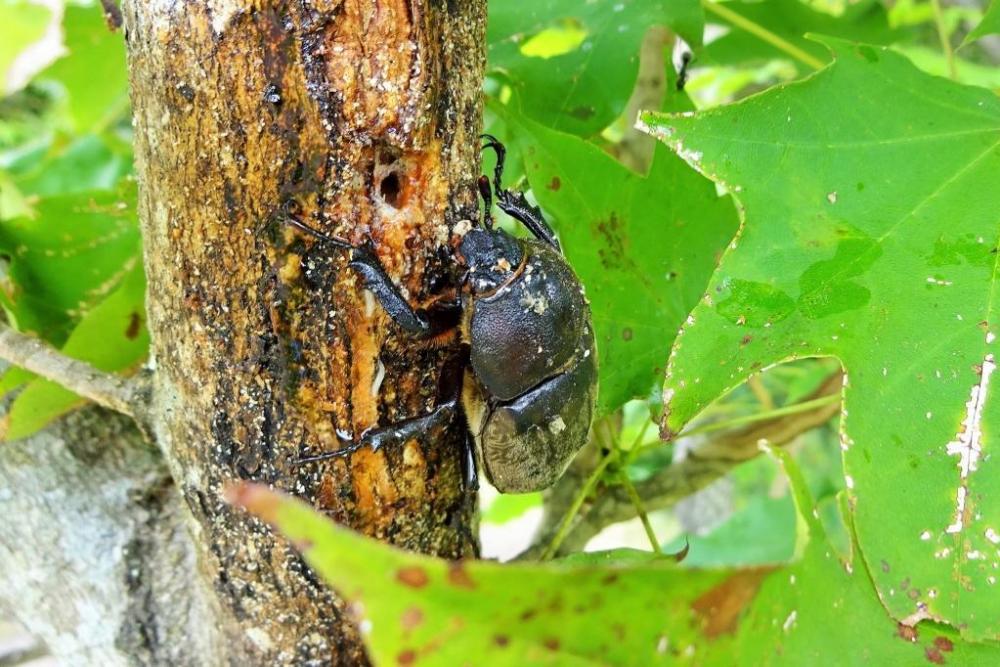 カブトムシ発見！