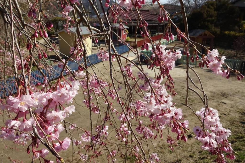 枝垂桜がとってもきれいなお花を沢山咲かせています！かわいい！