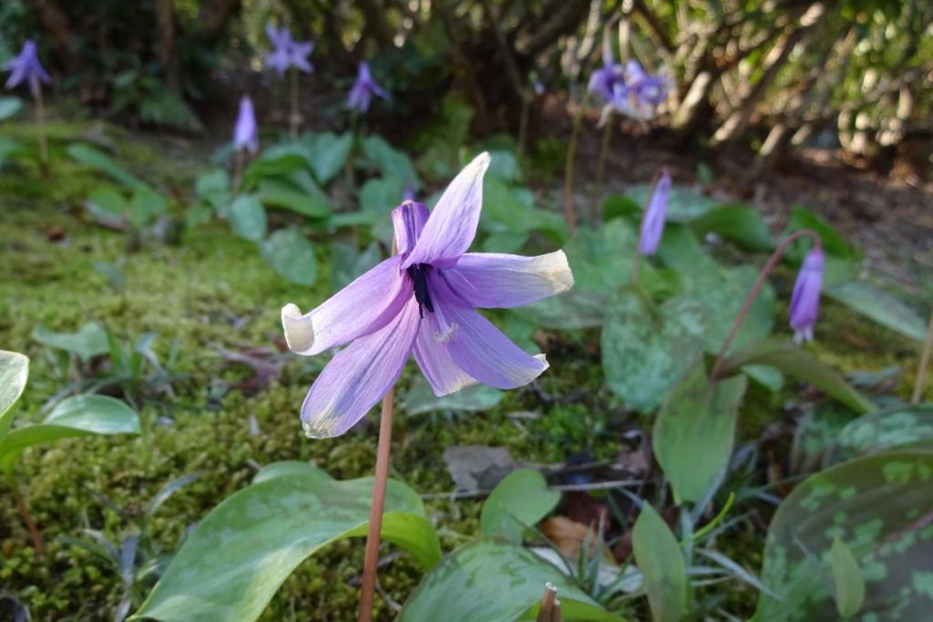 紫色のお花を咲かせるカタクリ。まだ見れます！