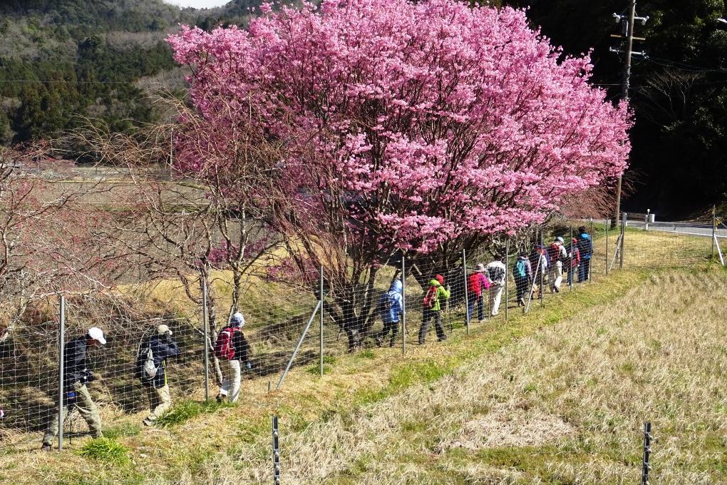 きれいな桜を眺めながら