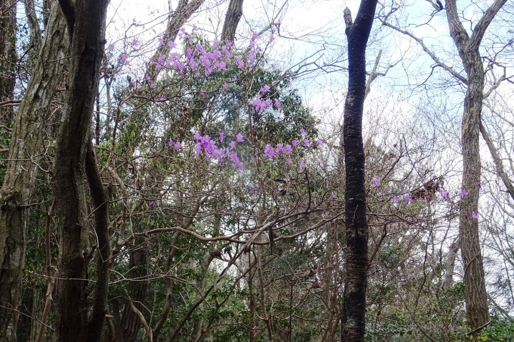 きれいな植物がたくさん