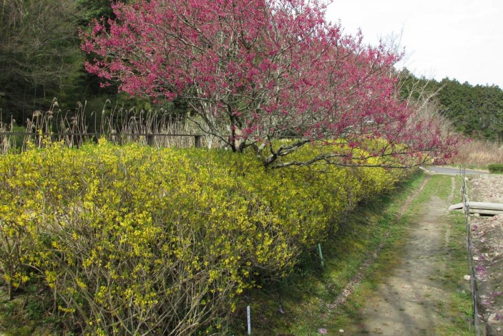 レンギョウ（黄）と寒緋桜（赤）