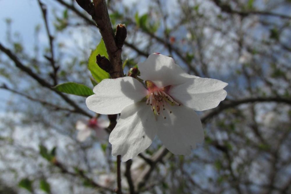 年2回咲く桜です