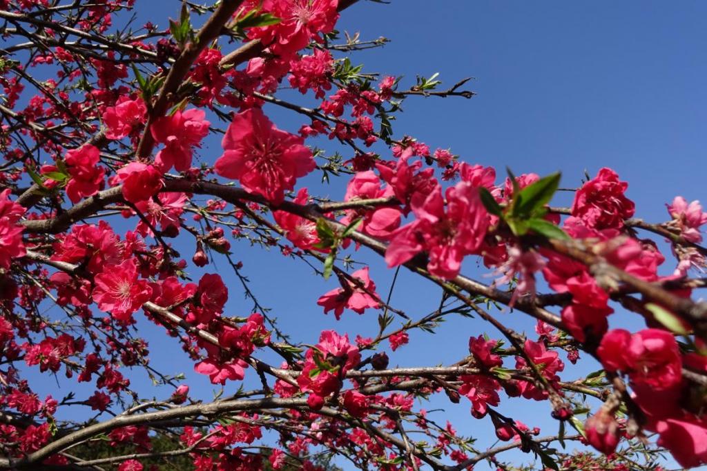 濃いピンクの花を咲かせています。ハナモモも満開