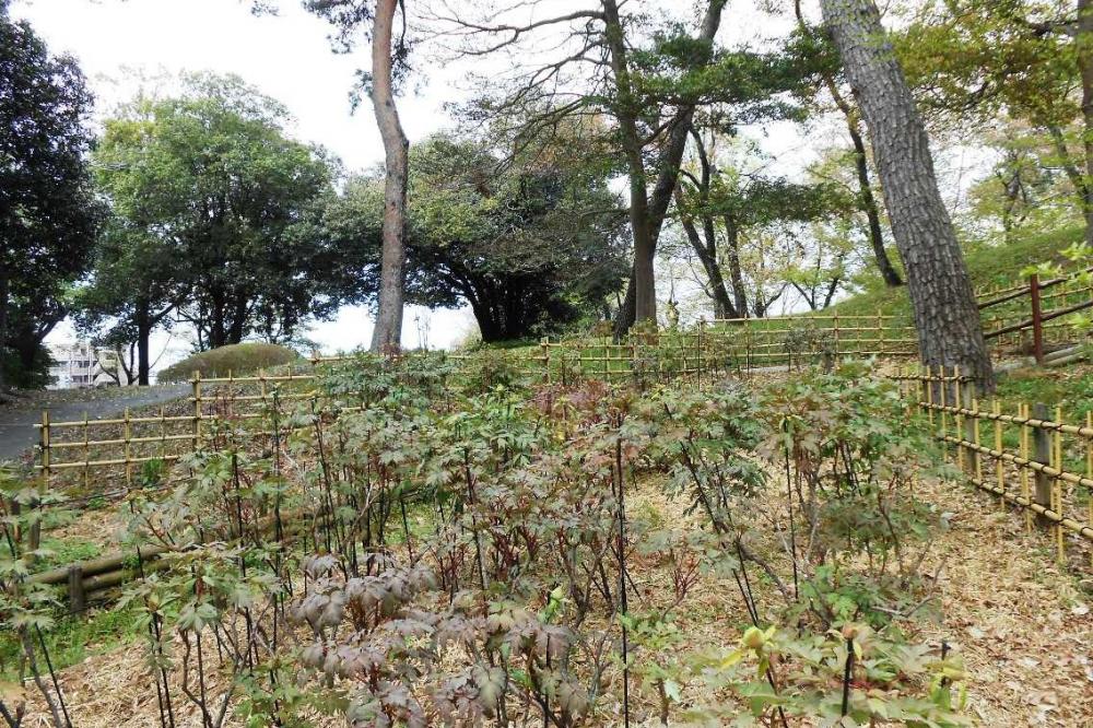 ぼたん園の様子です。