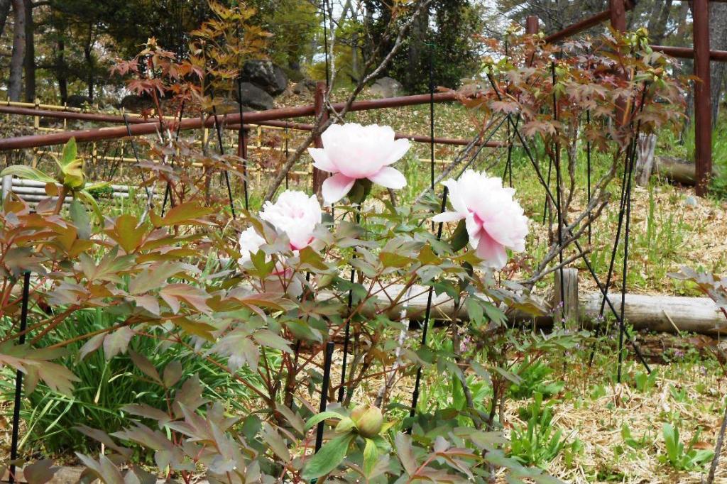 一株だけ一足早く開花。