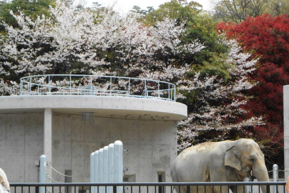 動物園では動物たちを驚かさないように撮影。