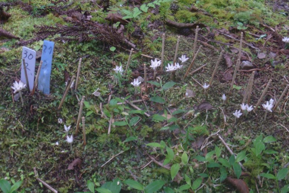 北山湿地では群生が見られます。