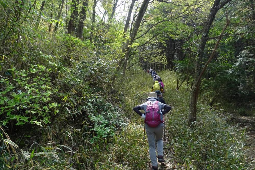 新緑の登山道を行く