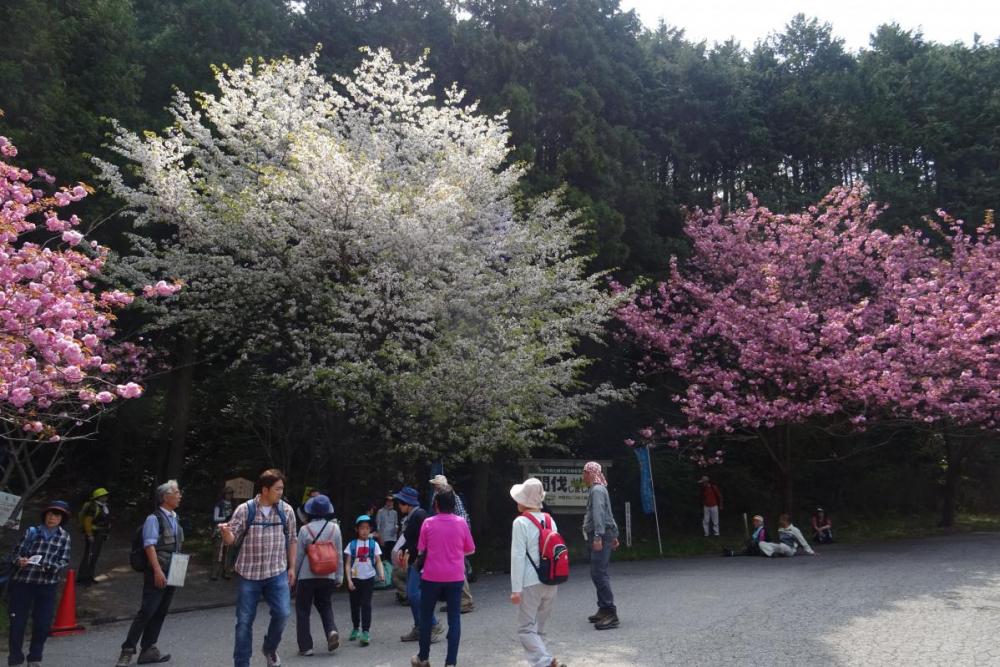 延命水の桜は、満開