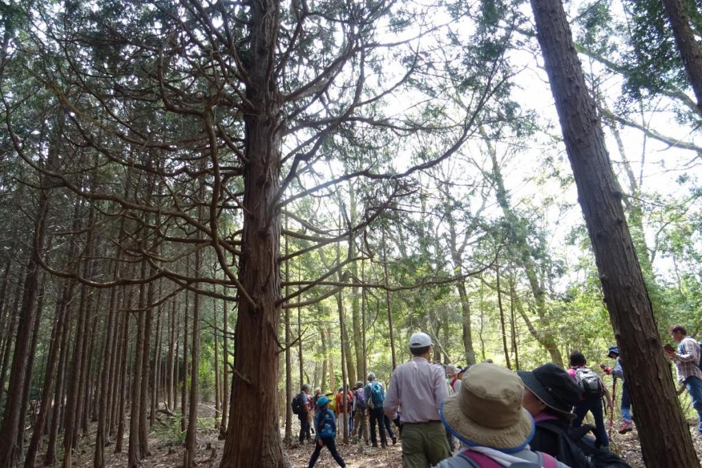 天空の道にある仙人桧