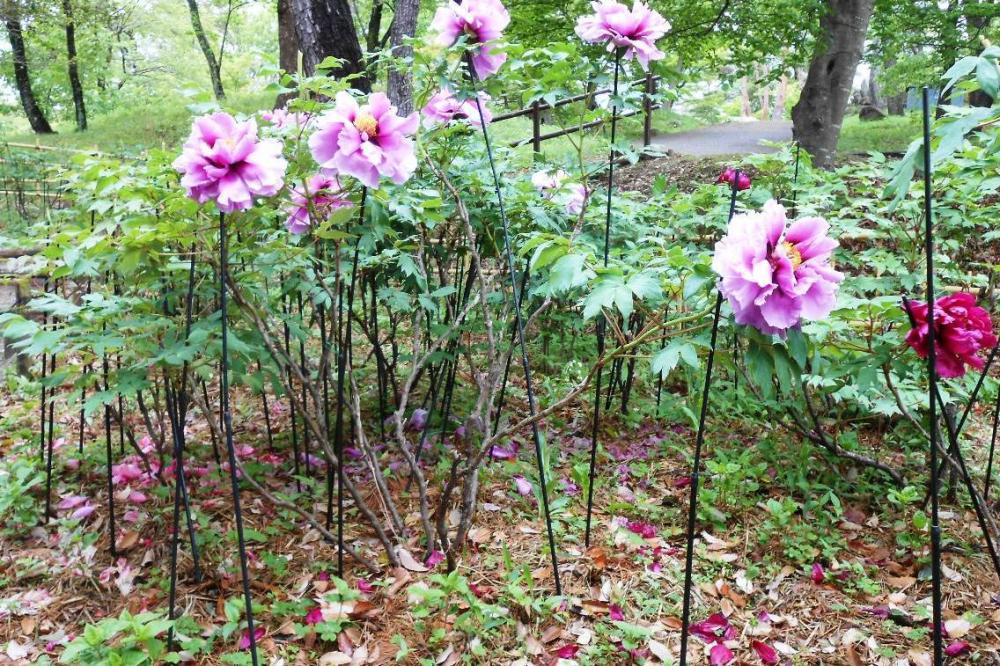 残念ながら落花も目立ちます。