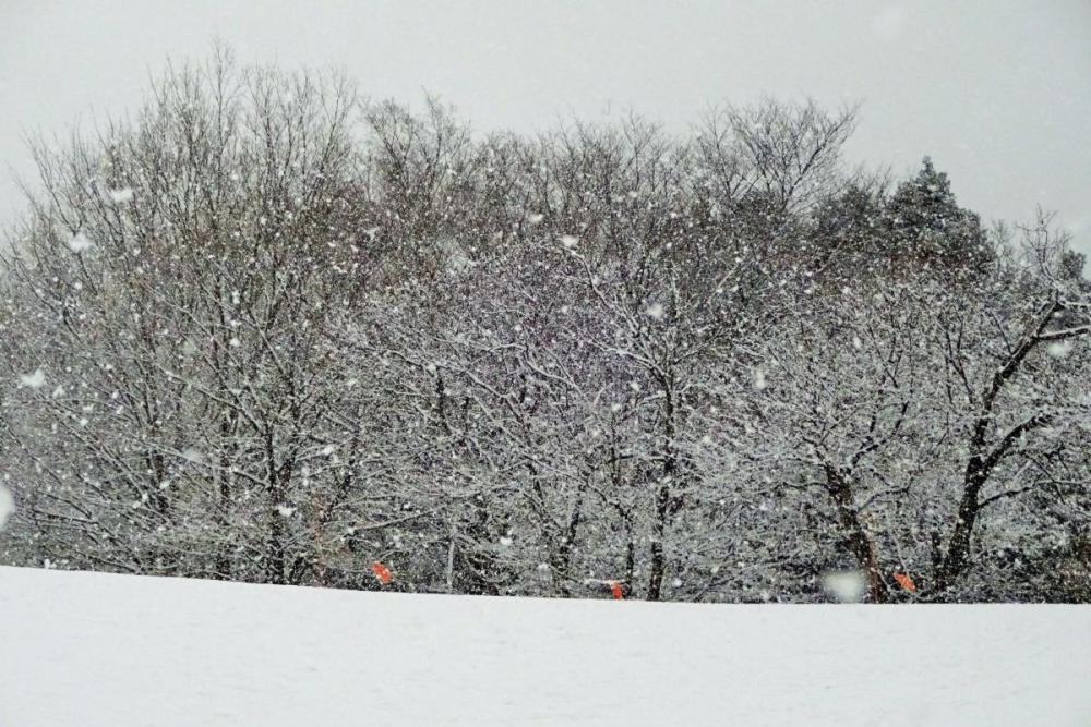 なかなか心地よい雪質