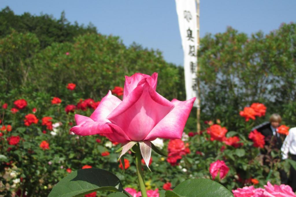 奥殿陣屋はバラも有名です。春と秋の2回咲きます。