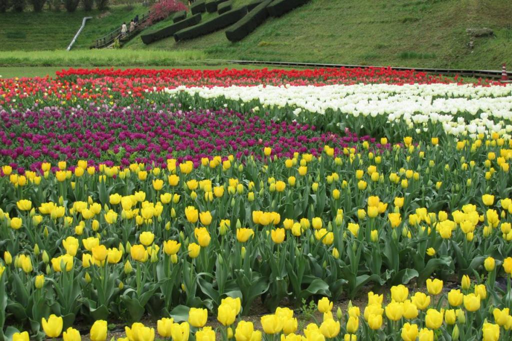 チューリップや向日葵など季節により、色々なお花も咲いています。