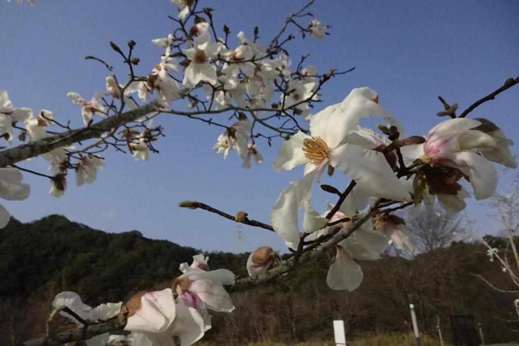 様々な季節の花をお楽しみください